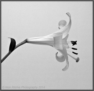 Faded Lilies 189 bright 15 contrast 40 sharp 8 clarity 20 crop frame NR 50%